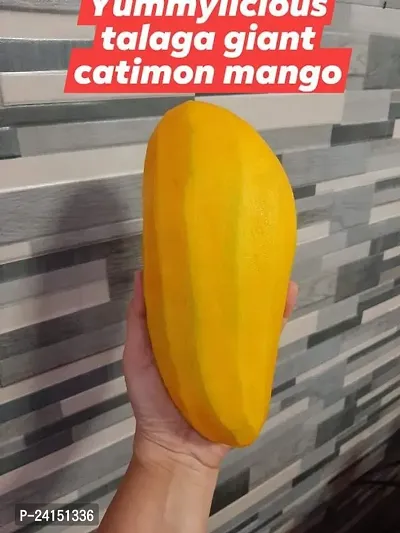 Mango Plant-thumb3