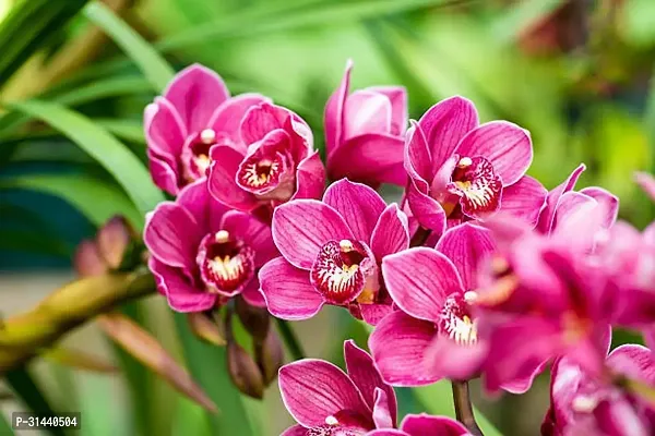 Natural Orchid Plant-thumb0