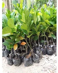 Natural Jackfruit Plant-thumb2