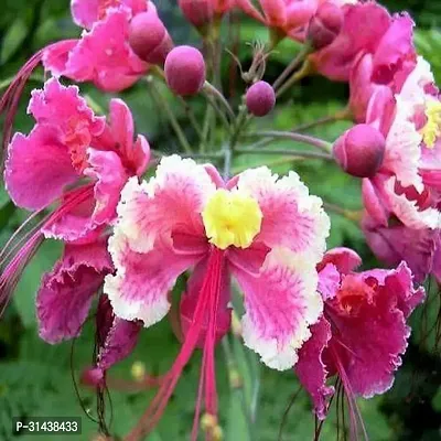 Natural Peacock Flower Plant