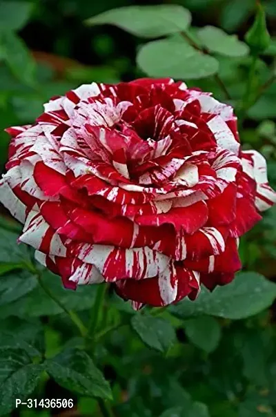 Natural Rose Plant