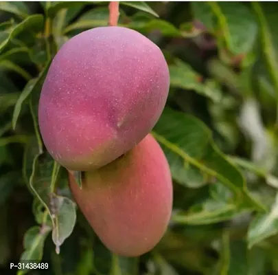 Natural Mango Plant-thumb0