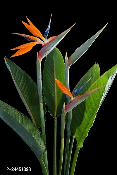Natural Bird Of Paradise Plant