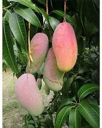 Mango Plant-thumb1