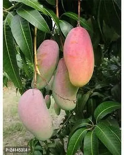 Mango Plant-thumb2