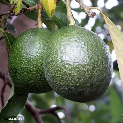 Natural Avocado Plant-thumb0