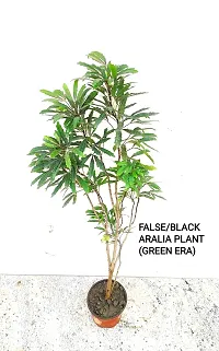 Aralia Plant-thumb3