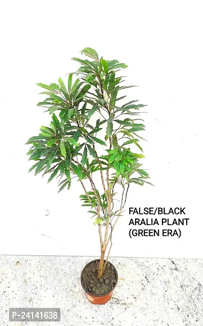 Aralia Plant-thumb4