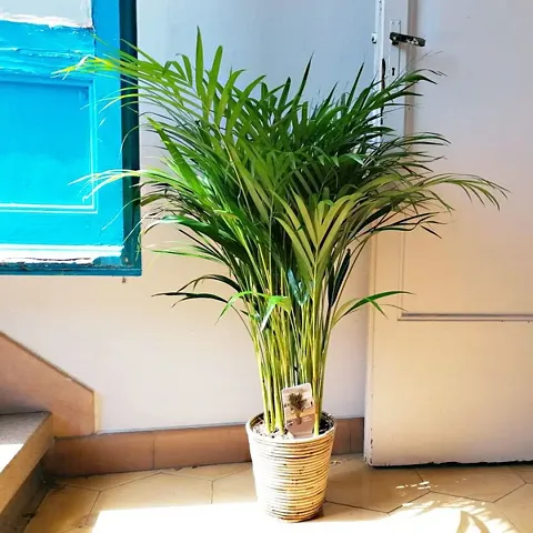 GLBALPLANTS ARECA PLAM LIVE PLANTS / Air Purifier Indoor Plants for Home GD