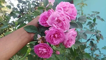 Natural Rose Plant-thumb2