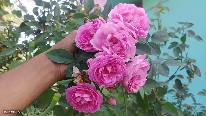 Natural Rose Plant-thumb3