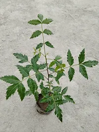 Natural Neem Plant-thumb1