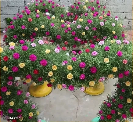 Natural Portulaca Plant-thumb0