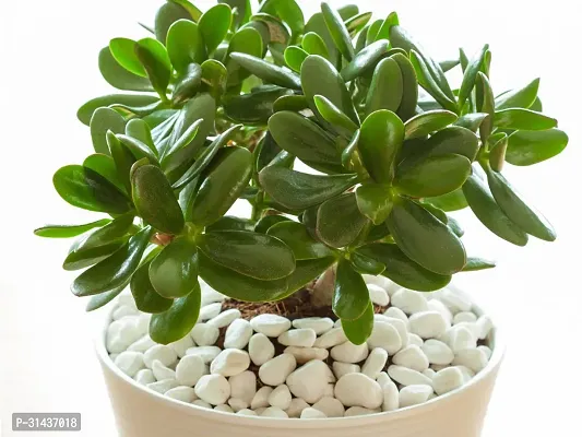 Natural Jade Plant-thumb0