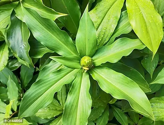 Natural Insulin Plant