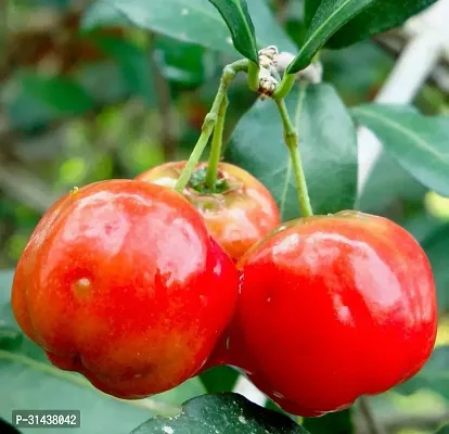 Natural Cherry Fruit Plant-thumb0