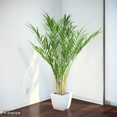 Natural Areca Plam Plant-thumb0