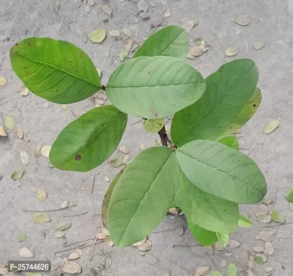 Guava Plant-thumb3