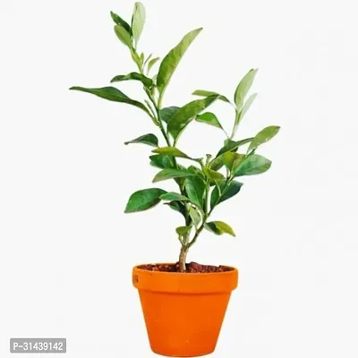 Natural Lemon Plant-thumb0