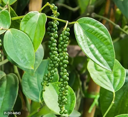 Black Pepper Plant