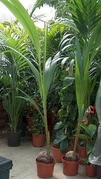 Natural Coconut Plant-thumb1