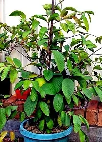 Natural Guava Plant-thumb3