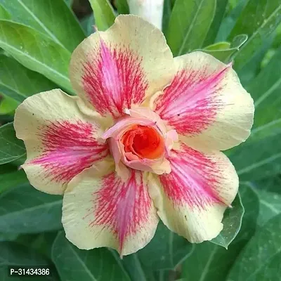 Natural Adenium Plant