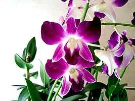 Natural Orchid Plant-thumb2