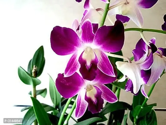 Natural Orchid Plant-thumb3