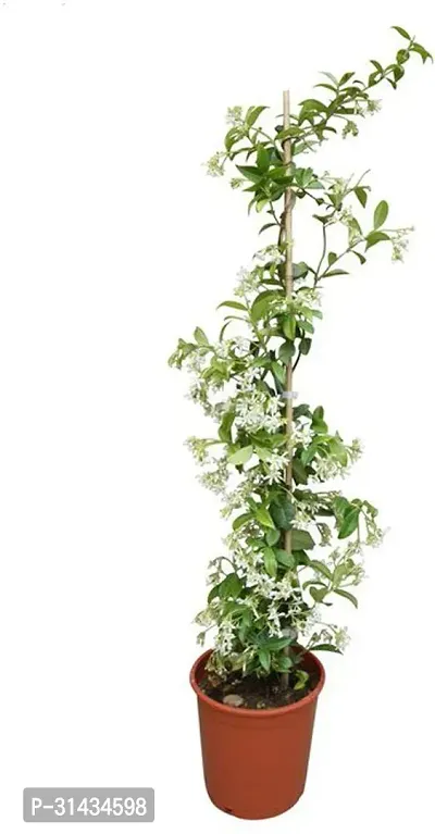 Natural Jasmine Plant With Pot