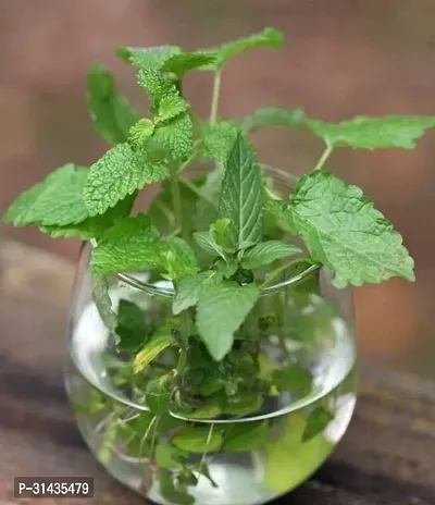 Natural Mint Plant-thumb0