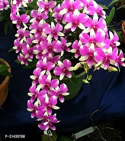 Natural Orchids Dendrobium Flowering Plant