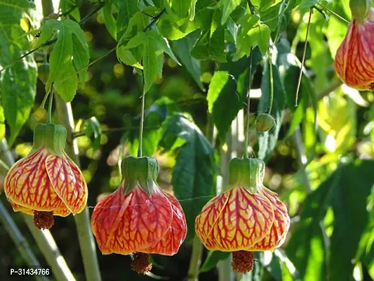 Natural Hibiscus Plant