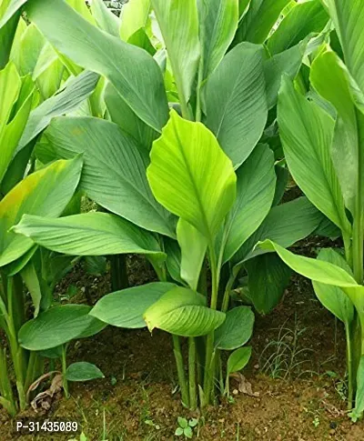 Natural Turmeric Plant-thumb0