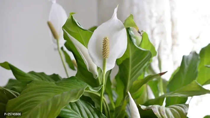 Peace Lily Plant-thumb0