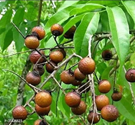 Natural Rudraksha Plant-thumb0