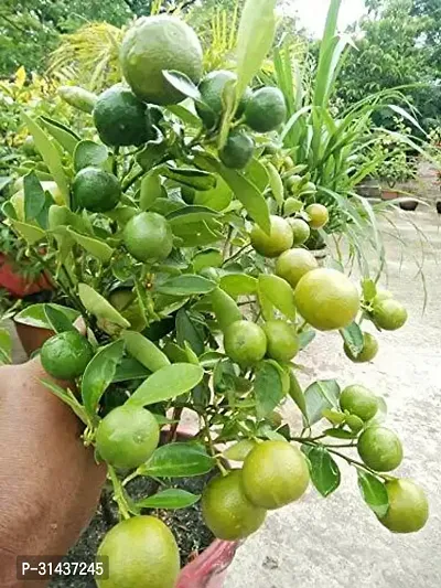 Natural Sweet Lemon Plant-thumb0