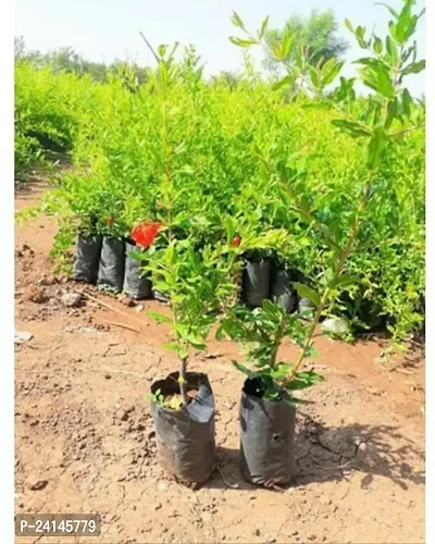 Pomegranate Plant