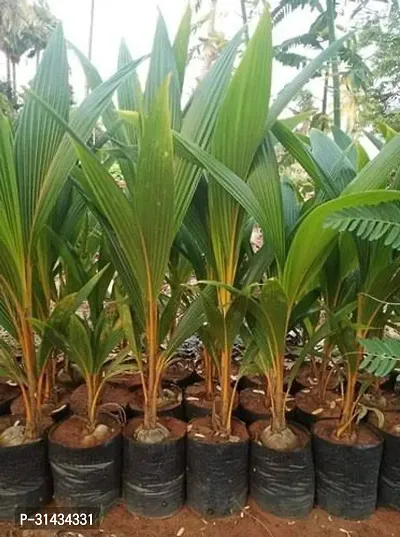 Natural Coconut Plant