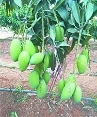 Mango Plant-thumb1