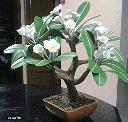 Plumeria Plant-thumb0