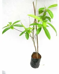 Natural Rudraksha Plant-thumb1