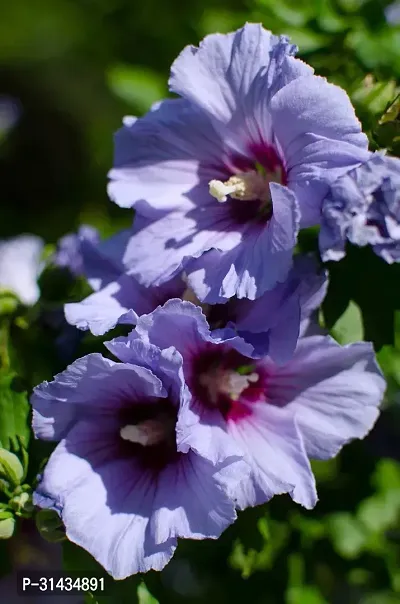 Natural Hibiscus Plant-thumb0