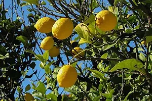 Lemon Plant-thumb3