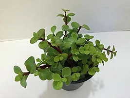 Natural Jade Plant-thumb1