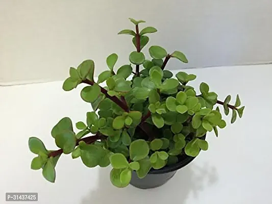 Natural Jade Plant-thumb2