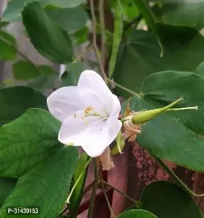 Natural Bauhinia Acuminata Plant-thumb0