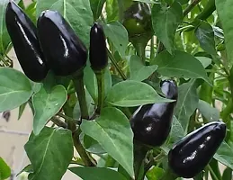 Natural Mirch/Chilli Plant-thumb2