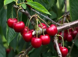 Cherry Fruit Plant-thumb1