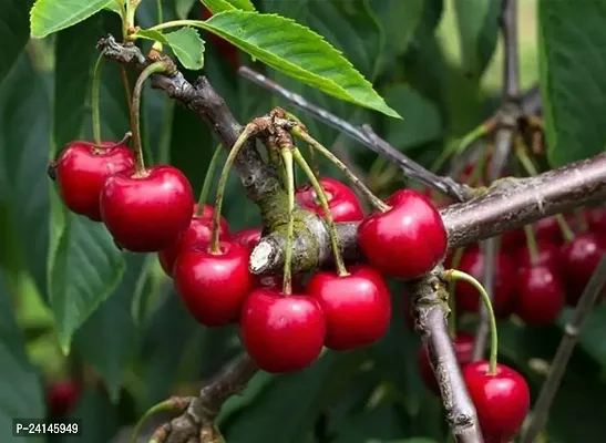 Cherry Fruit Plant-thumb2